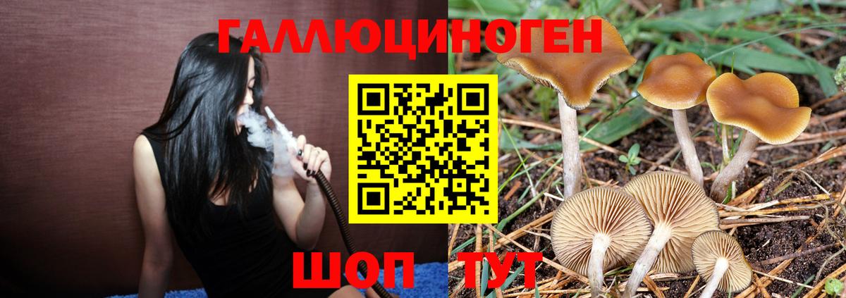 Псилоцибиновые грибы прущие грибы Великие Луки